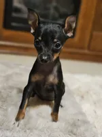 Ebony, a female Miniature Pinscher for sale in Nocona, TX – Photo 2 of 3