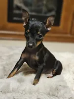 Ebony, a female Miniature Pinscher for sale in Nocona, TX – Photo 3 of 3