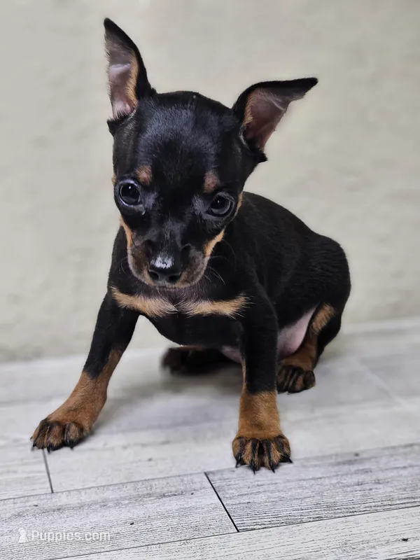 Tiny – Miniature Pinscher puppy for sale in Nocona, TX