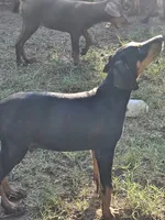 Thor, a male Doberman Pinscher for sale in Nocona, TX – 2 of 2