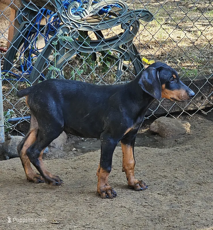 Thor – Doberman Pinscher puppy for sale in Nocona, TX