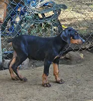 Thor, a male Doberman Pinscher for sale in Nocona, TX – 1 of 2