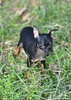 Tiny, a female Miniature Pinscher for sale in Nocona, TX – 2 of 2