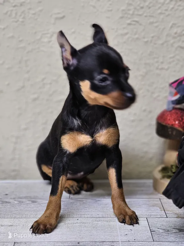 Geea – Miniature Pinscher puppy for sale in Nocona, TX