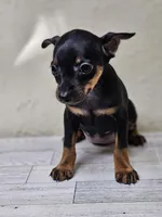 Kitty, a female Miniature Pinscher for sale in Nocona, TX – 2 of 2