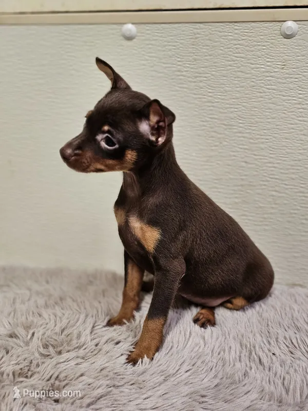 Velvet – Miniature Pinscher puppy for sale in Nocona, TX