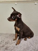 Velvet, a female Miniature Pinscher for sale in Nocona, TX – 1 of 3