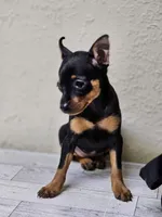 Geea, a female Miniature Pinscher for sale in Nocona, TX – 2 of 2
