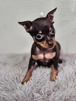 Spike, a male Miniature Pinscher for sale in Nocona, TX – Photo 2 of 2