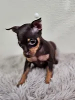 Spike, a male Miniature Pinscher for sale in Nocona, TX – Photo 1 of 2