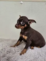 Velvet, a female Miniature Pinscher for sale in Nocona, TX – 2 of 3