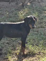 Jake, a male Doberman Pinscher for sale in Nocona, TX – 2 of 2