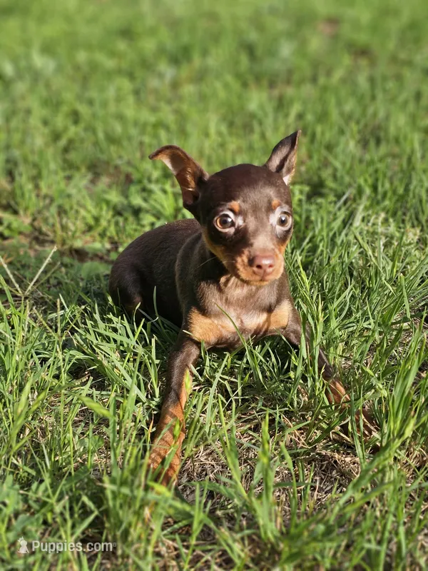 Velvet – Miniature Pinscher puppy for sale in Nocona, TX