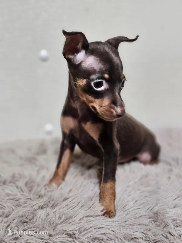 Sasha  – Miniature Pinscher puppy for sale in Nocona, TX