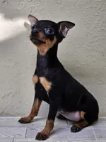 Trixie , a female Miniature Pinscher for sale in Nocona, TX – 2 of 2