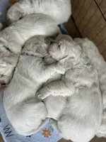 Red Boy, a male English Cream Golden Retriever for sale in Pelahatchie, MS – Photo 4 of 6