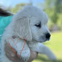 Red Boy, a male Golden Retriever for sale in Pelahatchie, MS – Photo 2 of 8