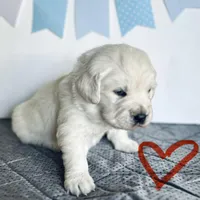 Red Boy, a male English Cream Golden Retriever for sale in Pelahatchie, MS – Photo 2 of 6