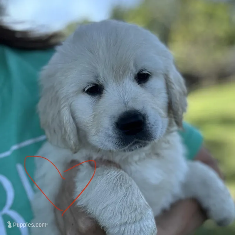 Red Boy – Golden Retriever puppy for sale in Pelahatchie, MS