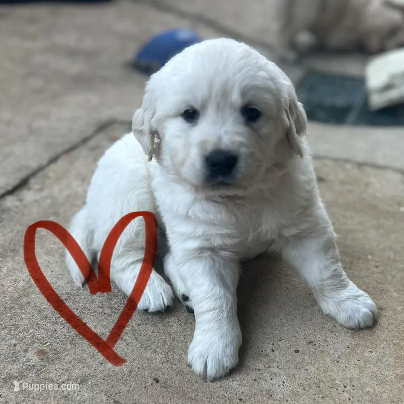 Red Boy – English Cream Golden Retriever puppy for sale in Pelahatchie, MS