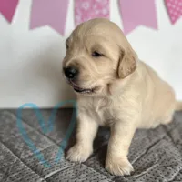 Light Blue , a female Golden Retriever for sale in Pelahatchie, MS – Photo 2 of 5