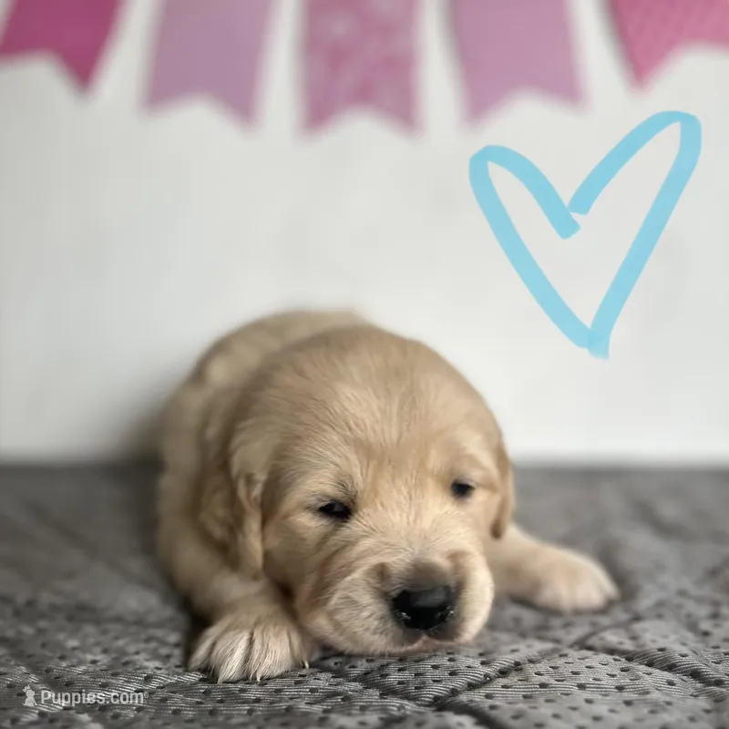 Light Blue  – Golden Retriever puppy for sale in Pelahatchie, MS