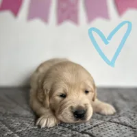 Light Blue , a female Golden Retriever for sale in Pelahatchie, MS – Photo 1 of 5