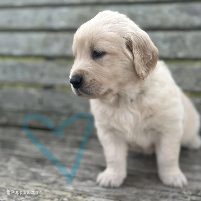 Light Blue  – Golden Retriever puppy for sale in Pelahatchie, MS
