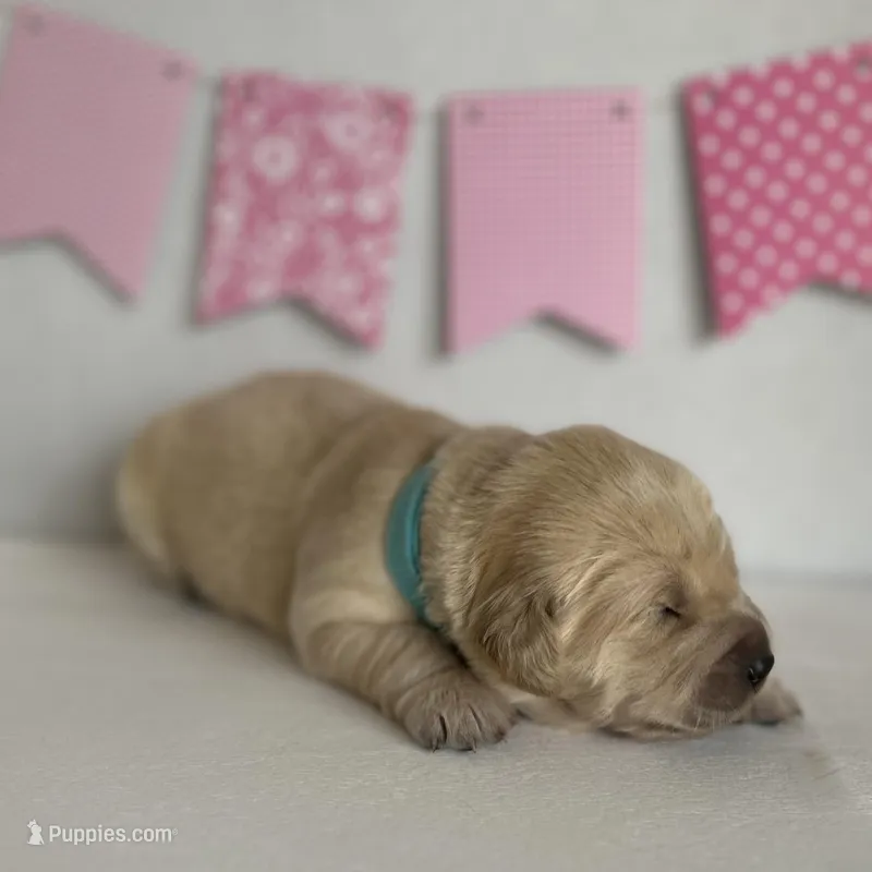 Blue , a female Golden Retriever for sale in Pelahatchie, MS – Photo 1 of 3