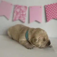 Blue , a female Golden Retriever for sale in Pelahatchie, MS – Photo 1 of 3