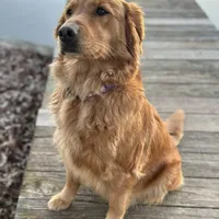 Light Blue , a female Golden Retriever for sale in Pelahatchie, MS – Photo 4 of 5