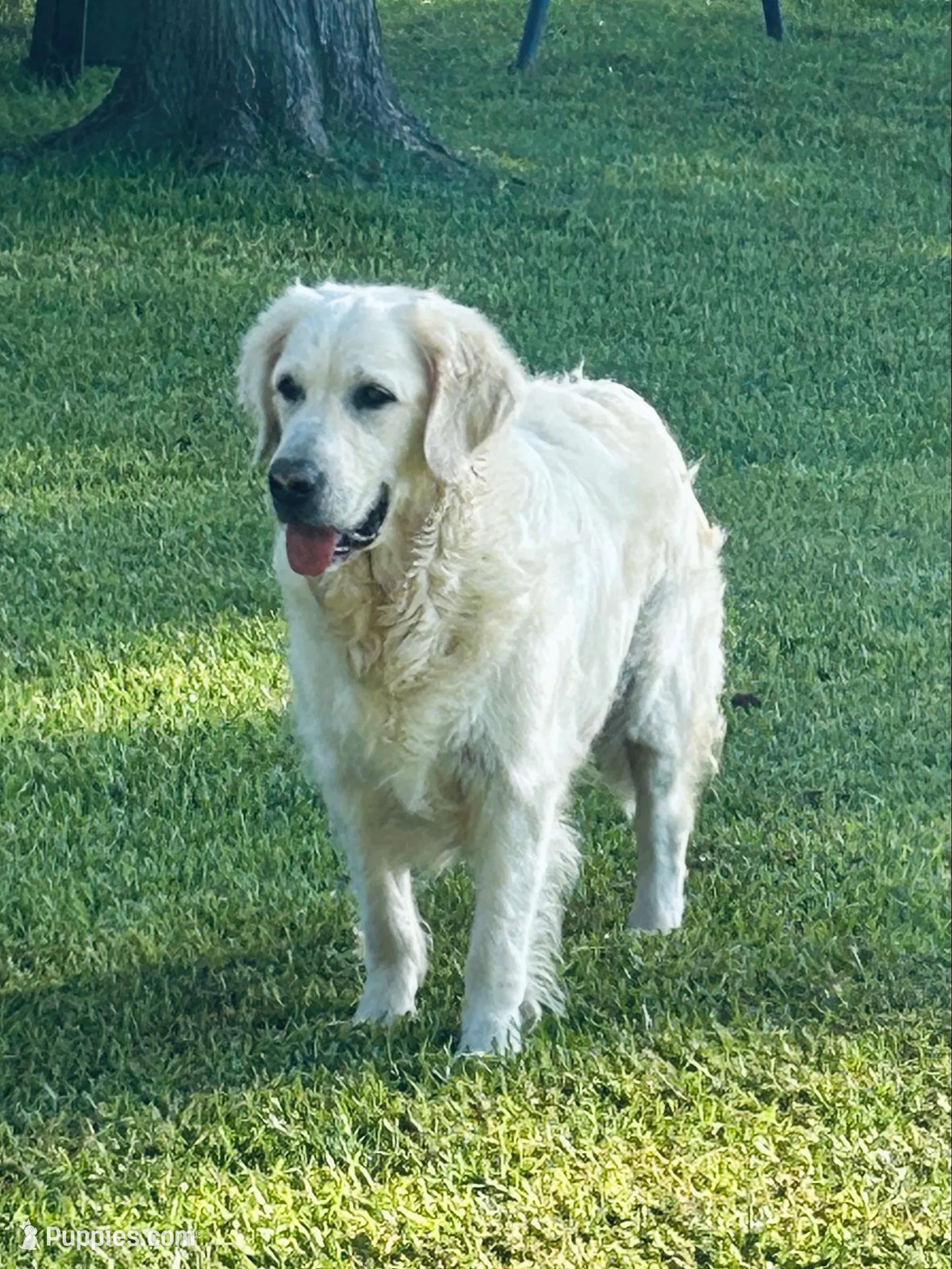 Red Boy, a male English Cream Golden Retriever for sale in Pelahatchie, MS – Photo 6 of 6