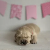 Pink, a female Golden Retriever for sale in Pelahatchie, MS – Photo 1 of 4