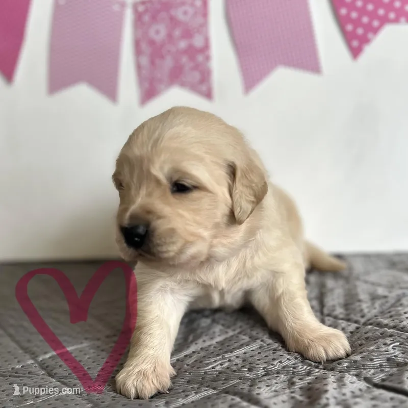 Pink – Golden Retriever puppy for sale in Pelahatchie, MS