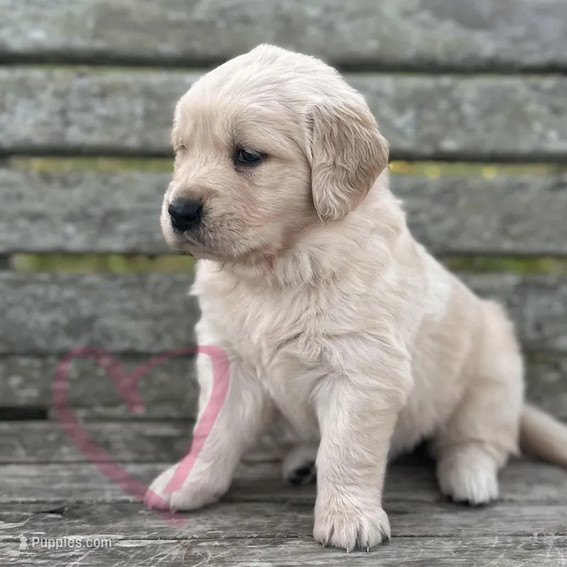 Pink – Golden Retriever puppy for sale in Pelahatchie, MS
