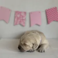 Purple , a female Golden Retriever for sale in Pelahatchie, MS – Photo 1 of 3