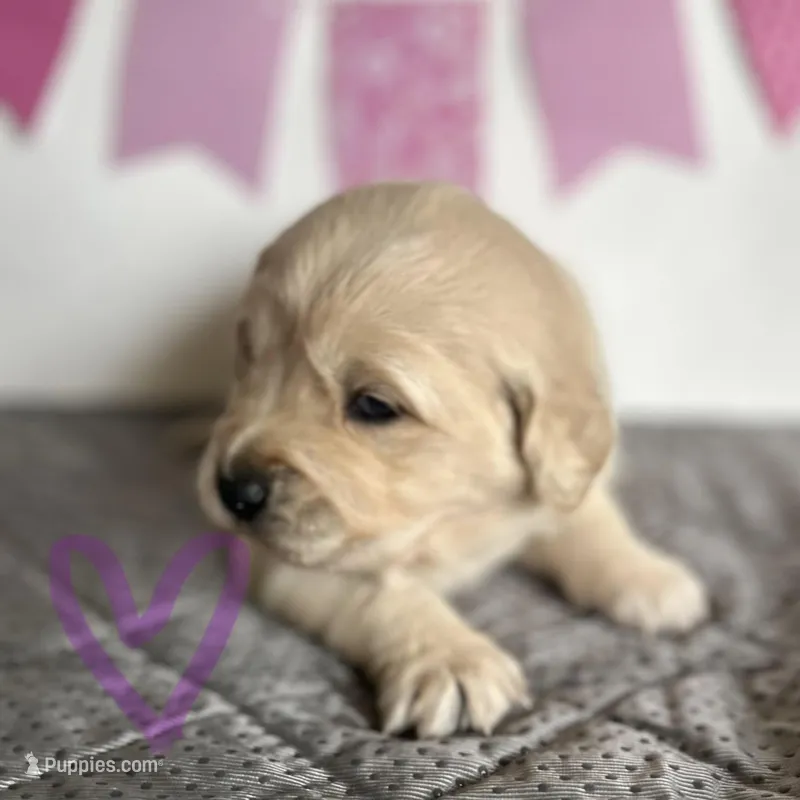 Purple  – Golden Retriever puppy for sale in Pelahatchie, MS