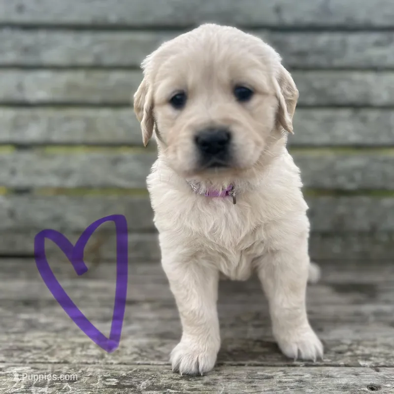 Purple  – Golden Retriever puppy for sale in Pelahatchie, MS