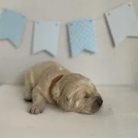 Brown, a male Golden Retriever for sale in Pelahatchie, MS – Photo 1 of 3