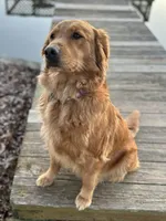 Yellow, a female Golden Retriever for sale in Pelahatchie, MS – Photo 2 of 3