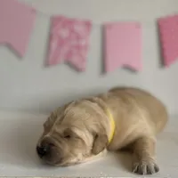 Yellow, a female Golden Retriever for sale in Pelahatchie, MS – Photo 1 of 3