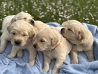 Black, a male Golden Retriever for sale in Pelahatchie, MS – Photo 6 of 6