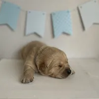 Gray, a male Golden Retriever for sale in Pelahatchie, MS – Photo 1 of 3