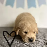 Black, a male Golden Retriever for sale in Pelahatchie, MS – Photo 2 of 6