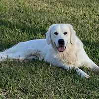 Black, a male Golden Retriever for sale in Pelahatchie, MS – Photo 5 of 6