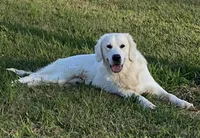 Gray, a male Golden Retriever for sale in Pelahatchie, MS – Photo 3 of 3