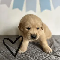 Black, a male Golden Retriever for sale in Pelahatchie, MS – Photo 1 of 6