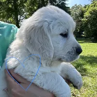 Blue Boy, a male Golden Retriever for sale in Pelahatchie, MS – Photo 2 of 7
