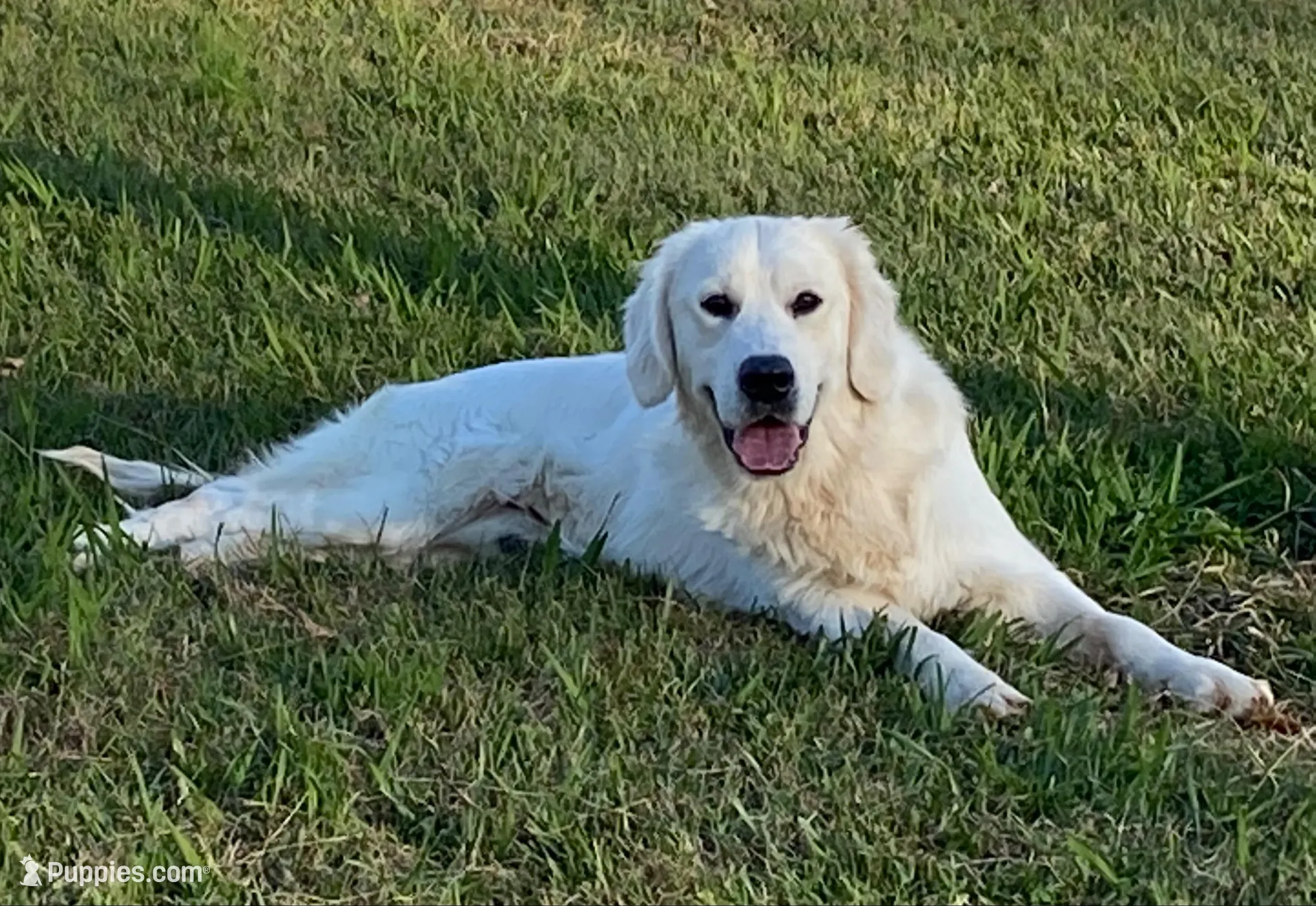 Blue Boy, a male English Cream Golden Retriever for sale in Pelahatchie, MS – Photo 5 of 5