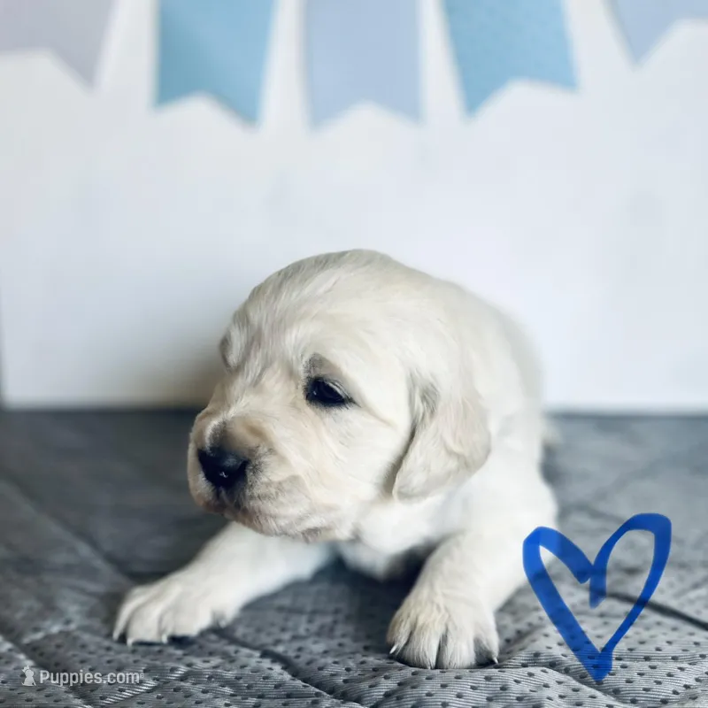 Blue Boy – English Cream Golden Retriever puppy for sale in Pelahatchie, MS